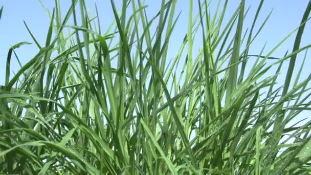 Frühlingsgras Saftiges Junges Gras Vor Klarem Blauen Himmel Die Kamera — Stockvideo