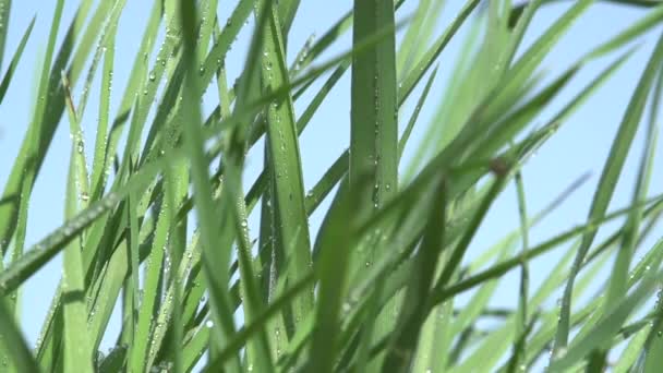 Morning Dew Juicy Green Grass Closeup Acuéstese Las Gotas Rocío — Vídeos de Stock