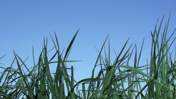 多汁的晨草的秸秆 清澈的蓝天映衬着多汁的青草 相机慢慢地移向右边 — 图库视频影像