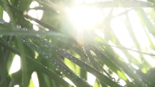 Wassertropfen Auf Grashalme Bewegt Sich Die Kamera Langsam Entlang Des — Stockvideo