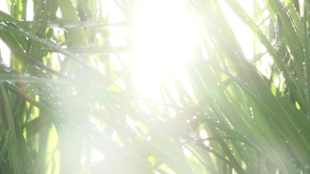 Uzun Çimenler Bir Damla Kamera Güneşin Parladığı Uzun Çimenler Boyunca — Stok video