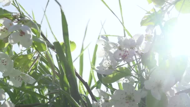 Цветущие Яблони Солнечном Свете Цветущая Ветвь Яблони Наклонилась Высокой Траве — стоковое видео