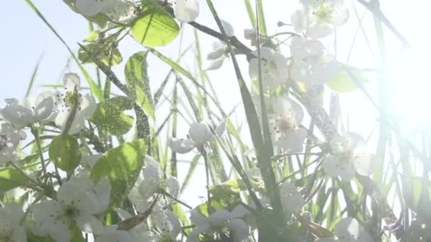 Bewässerung Des Obstgartens Einem Sonnigen Tag Ein Blühender Zweig Eines — Stockvideo