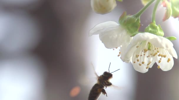 Bee Flower Slow Motion Una Velocidad 480 Fps Flor Abeja — Vídeos de Stock