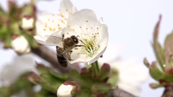 Bee Collects Nectar Hardworking Bee Carefully Examines Cherry Flower Search — Stock Video