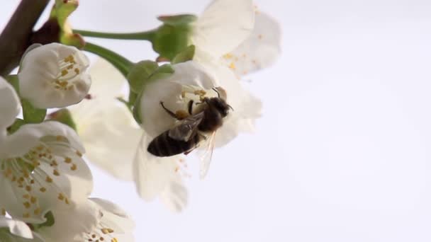 Bee Searching Nectar Hardworking Bee Carefully Examines Cherry Flower Search — 图库视频影像