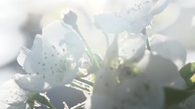 Parlak Gelişen Bahar. Armut çiçekleri parlak gün ışığında kapanıyor. Slow Motion 240 fps hızında