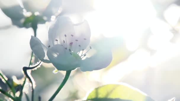 Sonne Den Zweigen Der Apfelblüte Blumen Blühen Birne Nahaufnahme Hinterleuchtet — Stockvideo