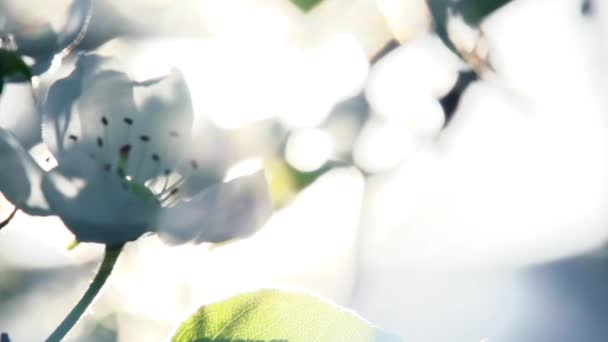 Sonnenstrahlen Durch Frühlingsblumen Blumen Blühen Birne Nahaufnahme Hinterleuchtet Volumen Sonnenlicht — Stockvideo