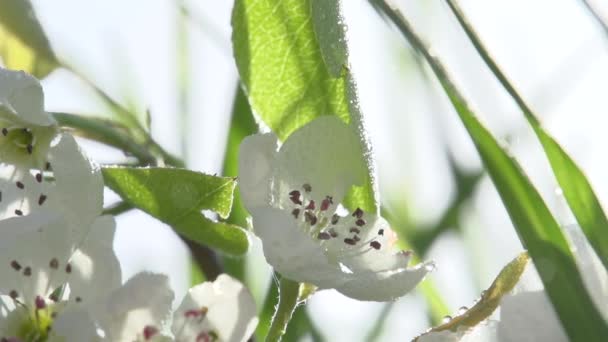 Blommande Gren Apple Tree Allt Täckt Med Daggdroppar Lätt Pollen — Stockvideo