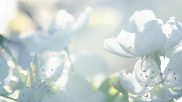 Jarní Kvetení Květiny Kvetoucí Hrušky Detailní Podsvícený Objem Sluneční Světlo — Stock video