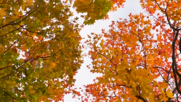 摄像机盘旋在树冠下 一个面朝上的相机慢慢地在明亮的秋天的高大枫树间旋转降 — 图库视频影像