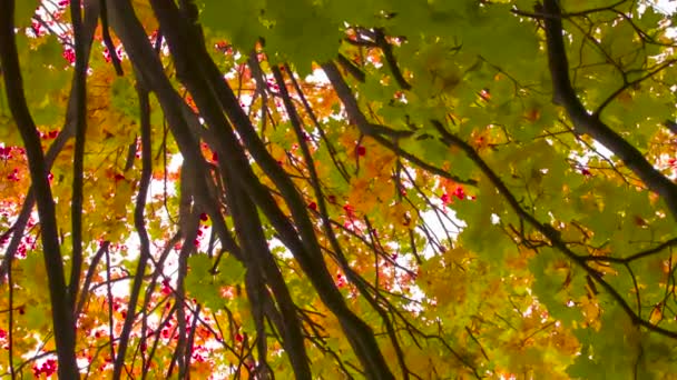 メイプルブランチの間でカメラが上昇します 紅葉が続く秋の紅葉の広がりの中でゆっくりと立ち上がり回転するカメラ — ストック動画