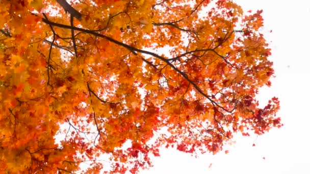 风吹开了明亮的秋天的褶皱 迎面朝上的照相机在秋天枫树伸展的枝下缓慢地旋转着 明亮的叶子落在枫树枝下 — 图库视频影像