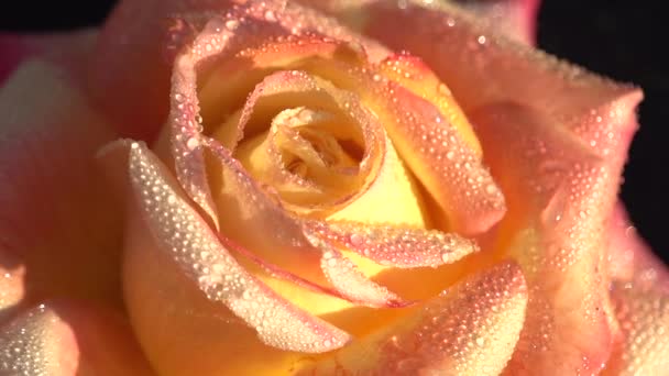 Tautropfen Auf Einer Zarten Rose Eine Orange Gelbe Rose Mit — Stockvideo