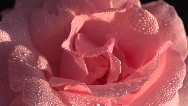 Ροζ Ροδοπέταλα Σταγόνες Χλωμό Ροζ Τριαντάφυλλο Καλυμμένο Μεγάλες Διαφανείς Σταγόνες — Αρχείο Βίντεο