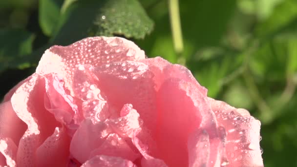 Pink Bud Sparkling Drops Small Splashes Water Dust Slowly Fly — Stock Video