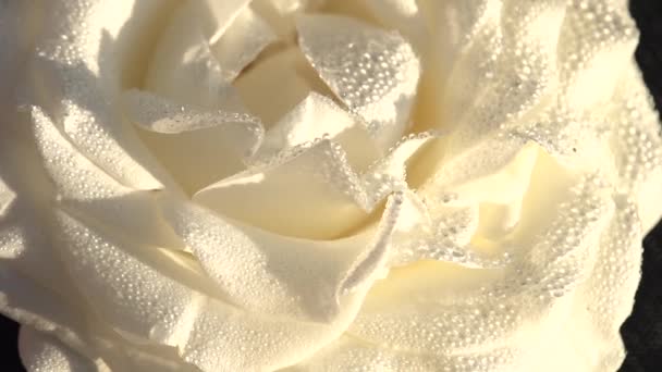Pétales de roses blanches en gouttes de rosée. Rose crème recouverte de grosses gouttes transparentes tourne lentement devant la caméra 