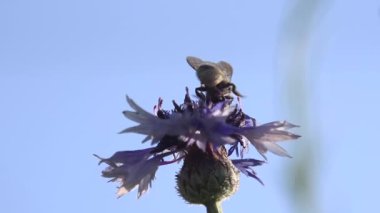 Blue Cornflower 'daki arı. Bir arı, çayırdaki bir çiçekte nektar toplar ve sonra uçar gider.