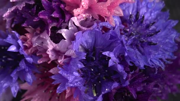 Fleurs Sauvages Dans Rosée Bouquet Bleuets Multicolores Recouverts Gouttes Eau — Video