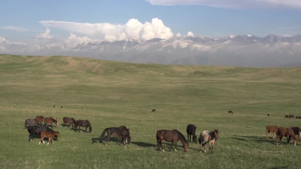 アイディル フットヒルの牧草地 絵のように美しい丘陵を背景に春の丘の上に馬の放牧の大群れ — ストック動画