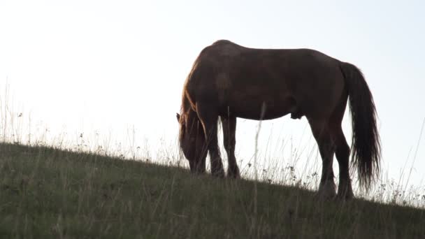 Kůň Pasoucí Stráni Kůň Okusující Trávu Strmém Svahu Proti Jasné — Stock video