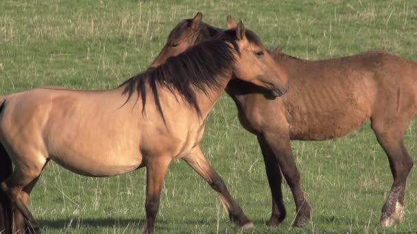 Něžné Pocity Koní Dva Koně Projevují Vzájemnou Náklonnost Zelené Pastvině — Stock video