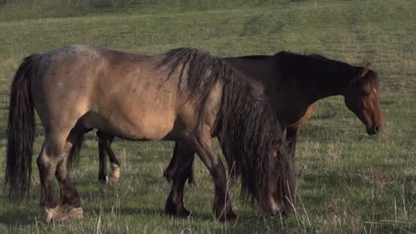 Beaux chevaux brillent par le soleil du soir. Les chevaux paissent sur un pâturage vallonné éclairé par le soleil chaud du soir. Mouvement lent à une cadence de 120 ips 