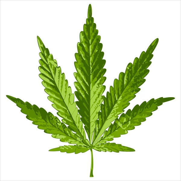 Realistisches Blatt Cannabis — Stockvektor