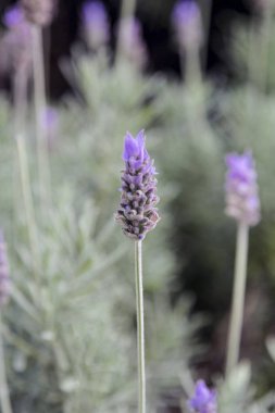 Brezilya'da lavanta alanları detay