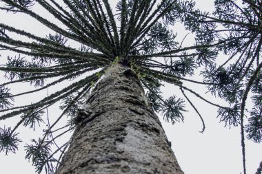 Brezilyalı ormandaki ağaçlar