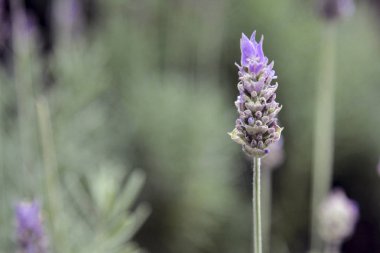 Brezilya'da lavanta alanları detay