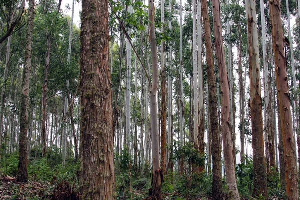 在巴西的森林中的树木 — 图库照片