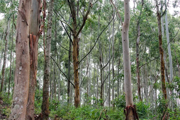 在巴西的森林中的树木 — 图库照片