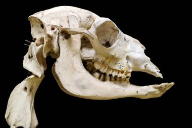 Siyah arka plan ile izole iskeletin detay