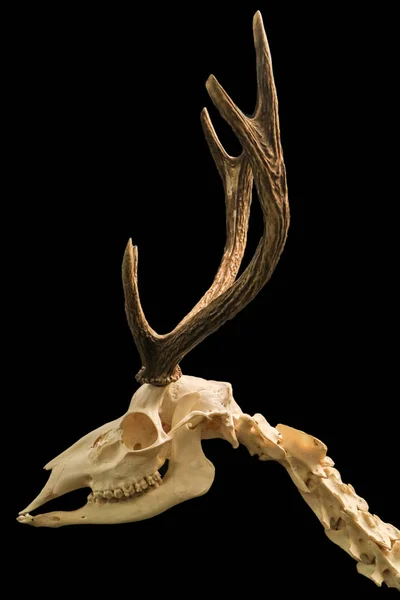 Detail of deer skeleton with worn isolated with black background — Stock Photo, Image