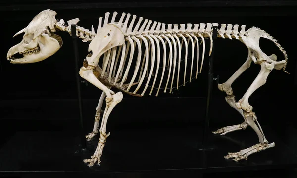 Siyah arka plan ile izole tam tapir iskelet