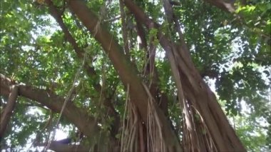 Ünlü Ibirapuera Park büyük bir lastik ağacının ayrıntı