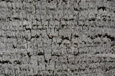 Arka plan resmi ahşap yüzey dokusu.