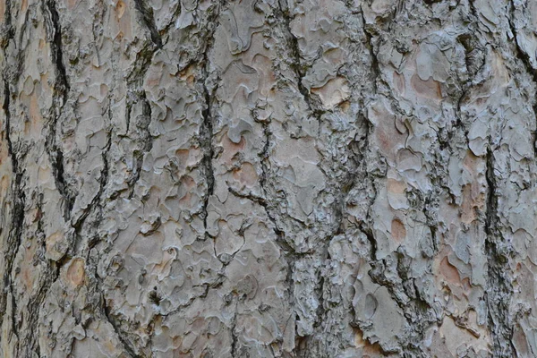 Background picture wood surface texture. — Stock Photo, Image