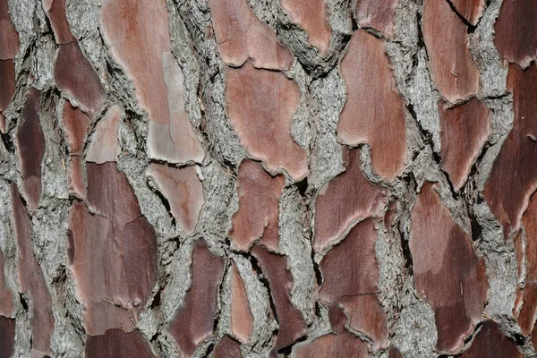 Текстура поверхности дерева на заднем плане . — стоковое фото