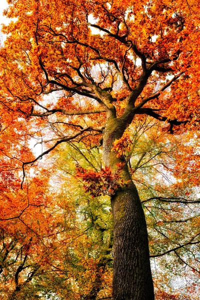 Roble de otoño — Foto de Stock