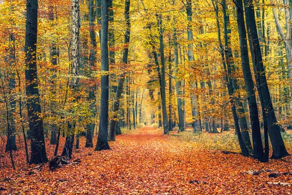 Caminho na floresta de outono — Fotografia de Stock