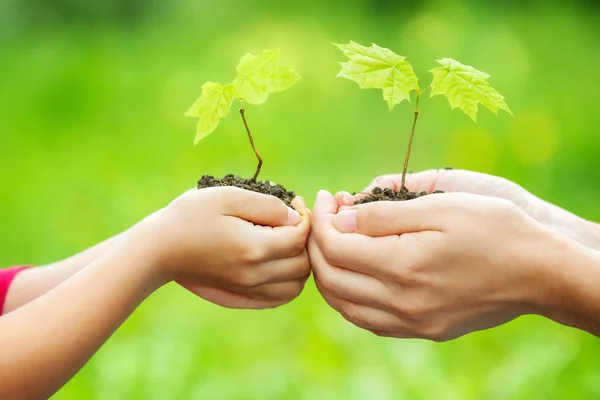 Adult and child holding little green plant in hands — Stock Photo, Image