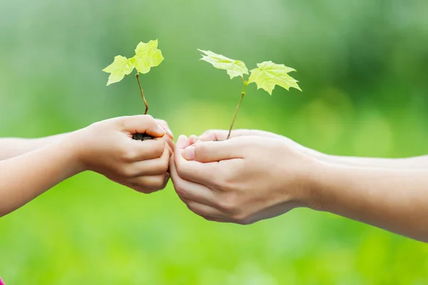 Adulto e criança segurando pouca planta verde nas mãos — Fotografia de Stock