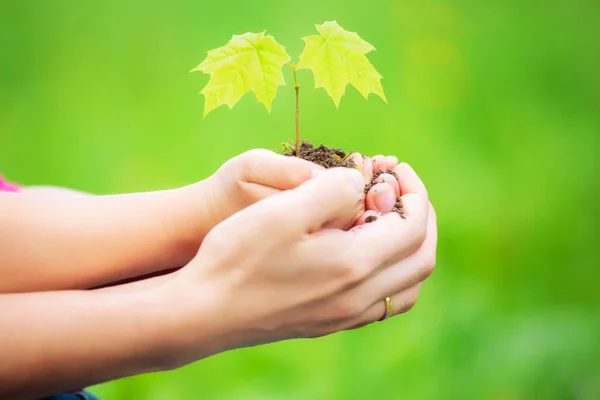 Adulto e criança segurando pouca planta verde nas mãos — Fotografia de Stock