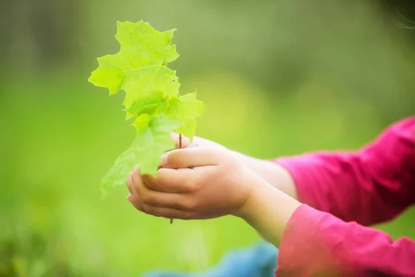 Criança segurando pouca planta verde nas mãos — Fotografia de Stock