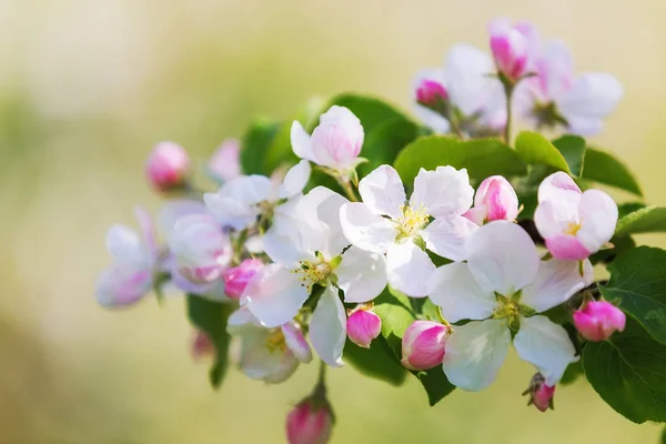 盛开的苹果树 — 图库照片