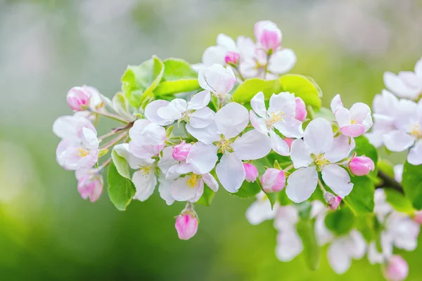 リンゴの木を咲かせ — ストック写真