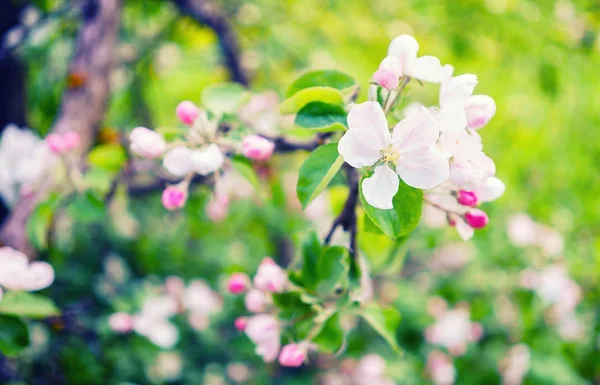 Bloeiende appelboom — Stockfoto